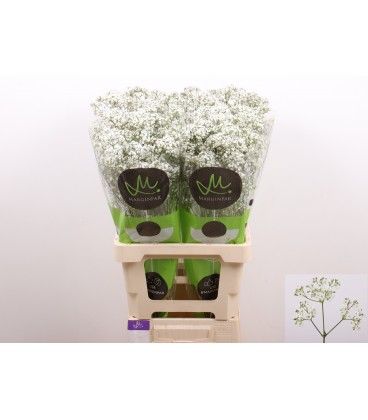 Gypsophyle million Daysy 70 cm x 20