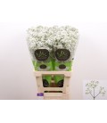 Gypsophyle million Daysy 70 cm x 20
