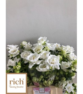 Campanule Mont blanc 55 cm