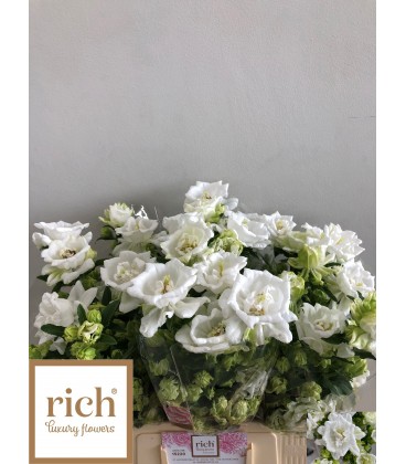Campanule Mont blanc 55 cm