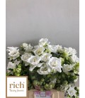 Campanule Mont blanc 55 cm