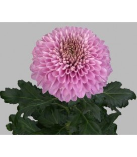 Chrysantheme g Playtime 70 cm