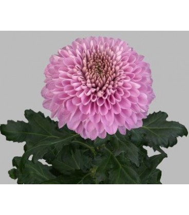 Chrysantheme g Playtime 70 cm