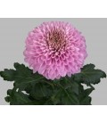 Chrysantheme g Playtime 70 cm