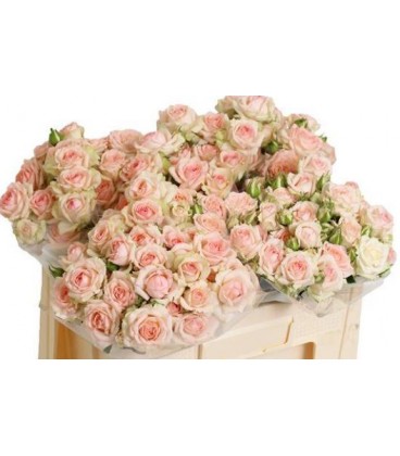Rose Branchue Happy Wedding 50 cm