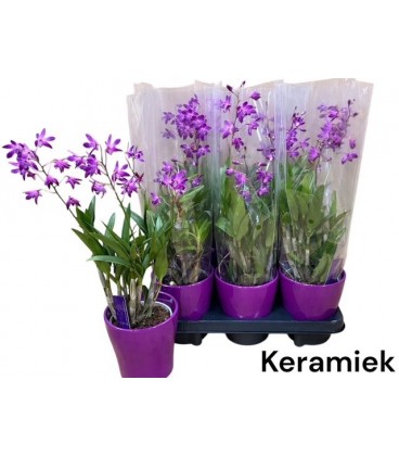 Dendrobium Barry oda Ø 12