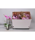 Phalaenopsis MF Ø12 h 50 mix 3b