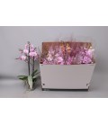 Phalaenopsis Mf mix Ø 12 h 55 3 B