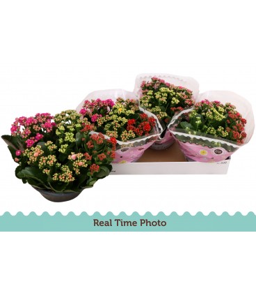 Kalanchoe Coupe de 23 Carnaval 