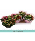 Kalanchoe Coupe de 23 Carnaval 