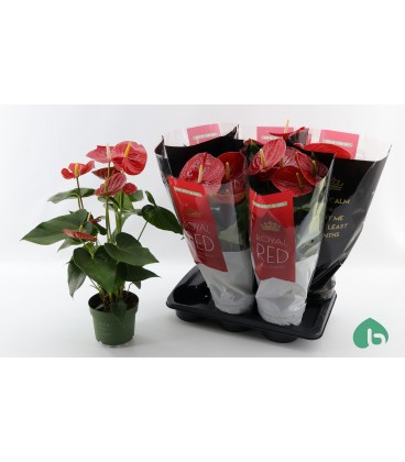 Anthurium Oklaoma pot 17 cm