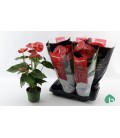 Anthurium Oklaoma pot 17 cm