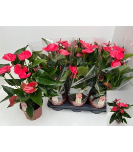 Anthurium Melito Ø 17