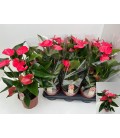 Anthurium Melito Ø 17