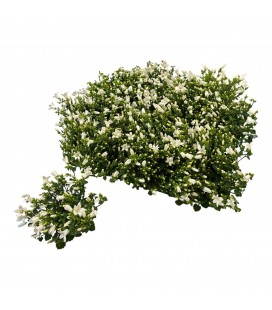 Campanule Portenschia blanche Ø 6