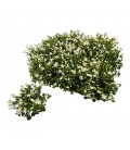 Campanule Portenschia bleu pot 10.5