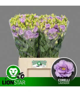 Lisianthus Corelli Lavender