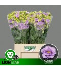 Lisianthus Corelli Lavender