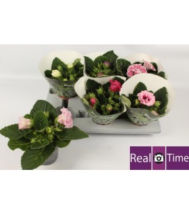 Gloxinia pot de 13