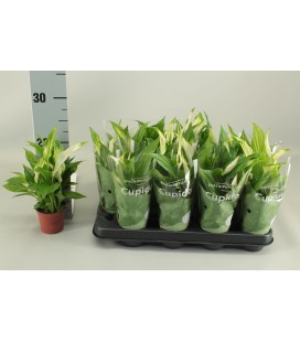 Spathiphyllum cupido pot de 07