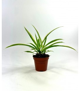 Chlorophytum pot de 8
