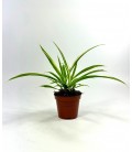 Chlorophytum pot de 8