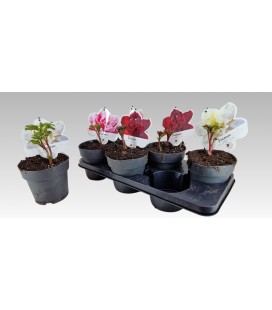 Pivoine mix Ø 15