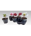 Pivoine mix Ø 15