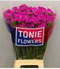 Statice Etern pink 70 cm