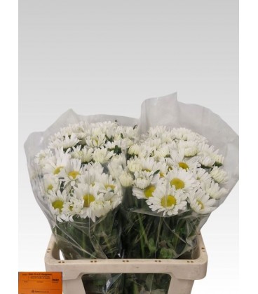 Margeritte