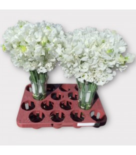 Pois de senteur blanc 40 cm