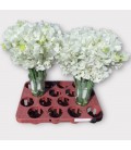 Pois de senteur blanc 40 cm