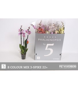 Phalaeno mix Ø 12 70 cm 3b