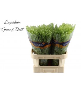 Thalspy green bell 80 cm fin