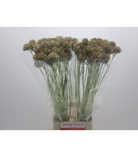 Scabieuse stellata 80 cm