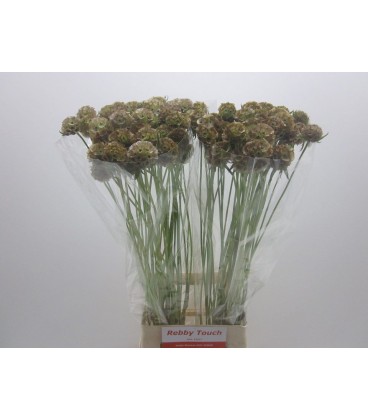 Scabieuse stellata 80 cm