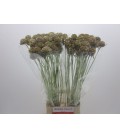 Scabieuse stellata 80 cm