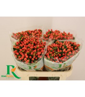 Hypericum Royal Princesse 70 cm x25