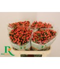 Hypericum Mag Royal Princesse 50 cm