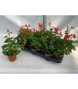 Geranium decora rouge Ø 10.5