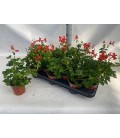 Geranium decora rouge Ø 10.5