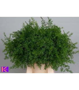 Asparagus Cwebe 50 cm