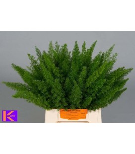 Asparagus Dens Myers 40 cm