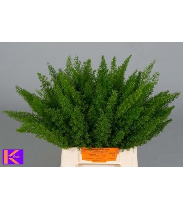 Asparagus Dens Myers 45 cm