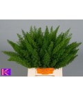 Asparagus Dens Myers 45 cm