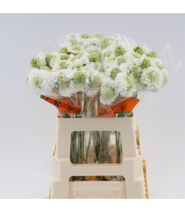 Scabieuse SScoop blanche 55 cm
