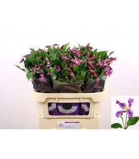 Clematite Amazing Rome 70 cm