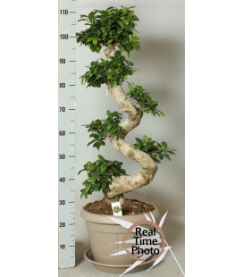 Ficus Ginseng Ø 35 h 110