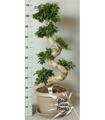 Ficus Ginseng Ø 30 h 85