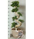 Ficus Ginseng Ø 35 h 110